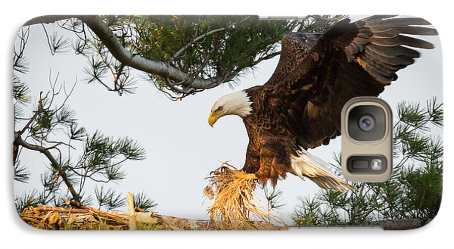 Bald Eagle Galaxy S7 Case featuring the photograph Bald Eagle building nest by Everet Regal