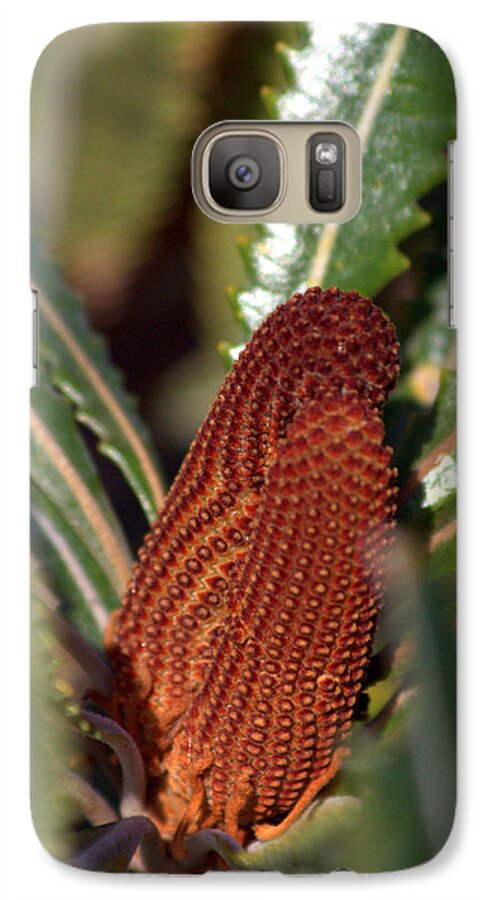 Banksia Galaxy S7 Case featuring the photograph Banksia by Miroslava Jurcik