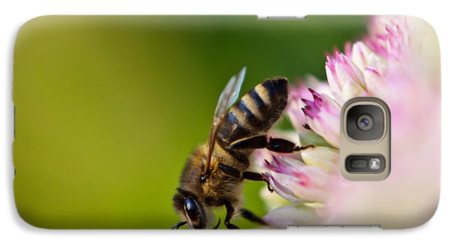 Animal Galaxy S7 Case featuring the photograph Bee Sitting on a Flower by John Wadleigh