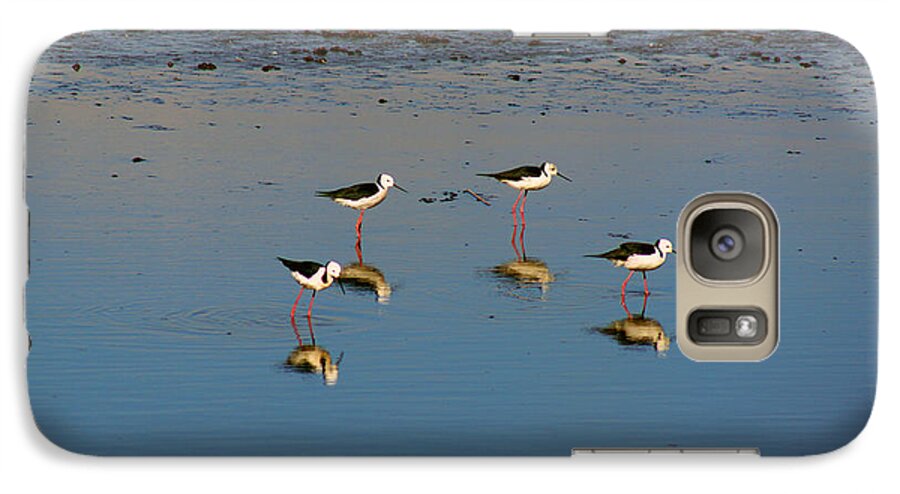 Bird Galaxy S7 Case featuring the photograph Black Winged Stilts by Cassandra Buckley
