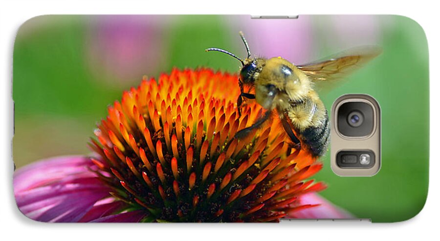 Bee Galaxy S7 Case featuring the photograph Bumblebee on a Coneflower by Rodney Campbell
