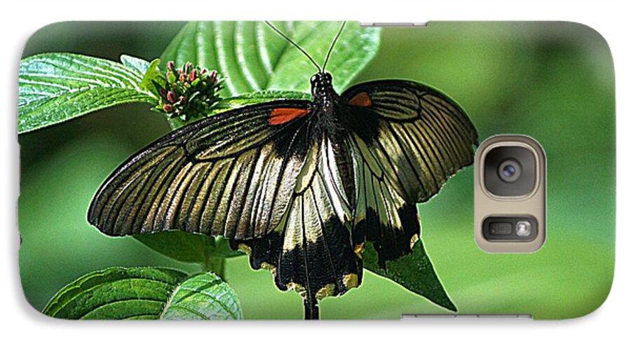 Butterfly Galaxy S7 Case featuring the photograph Butterfly 2 by Kathy Churchman