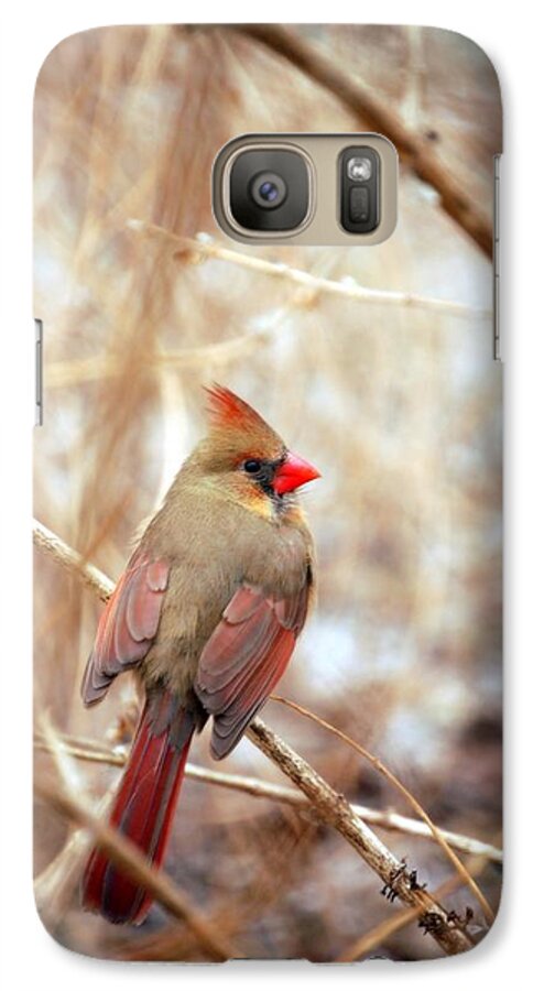 Cardinal Birds Galaxy S7 Case featuring the photograph Cardinal Birds Female by Peggy Franz