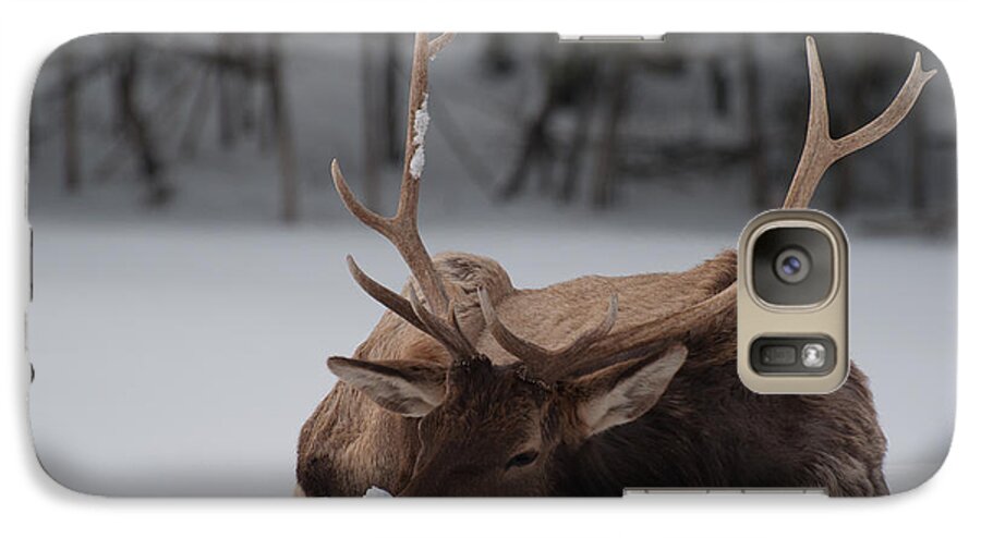 Elk Galaxy S7 Case featuring the photograph Chillin' by Bianca Nadeau