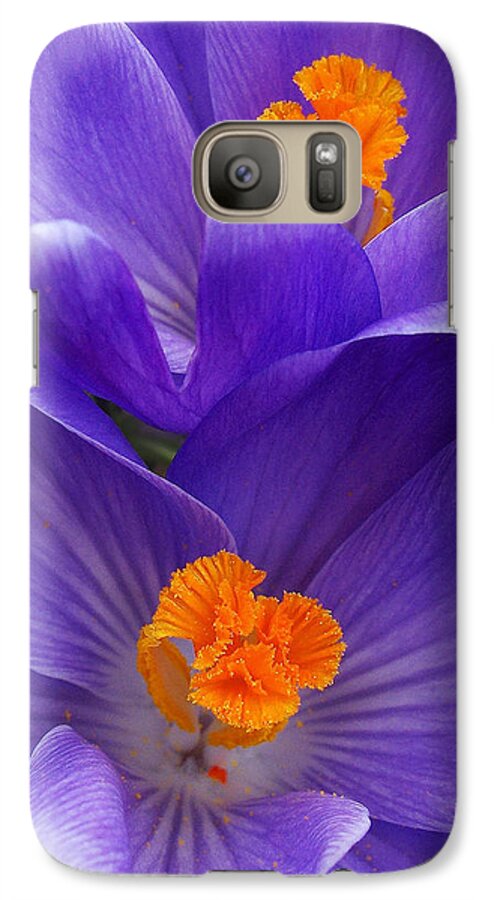 Purple Crocus Galaxy S7 Case featuring the photograph Contrasting Colors by Kathi Mirto