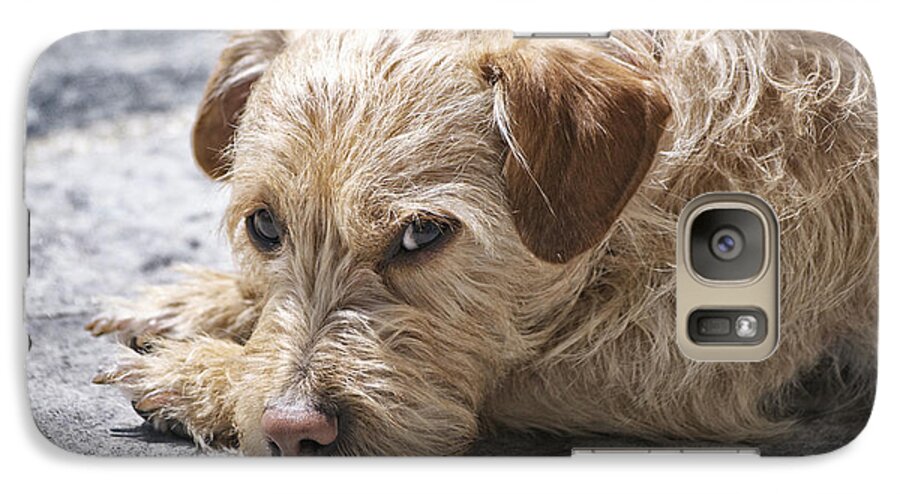 Animals Galaxy S7 Case featuring the photograph Cruz You Looking At Me by Thomas Woolworth