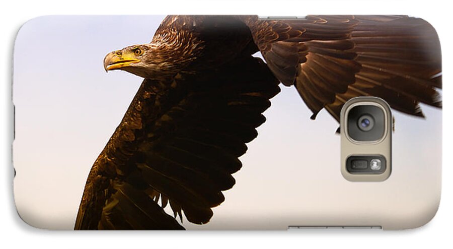 Eagle Galaxy S7 Case featuring the photograph Eagle in flight by Nick Biemans