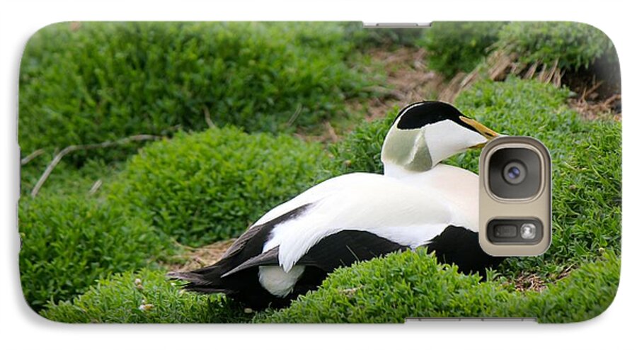 Eider Galaxy S7 Case featuring the photograph Eider by David Grant