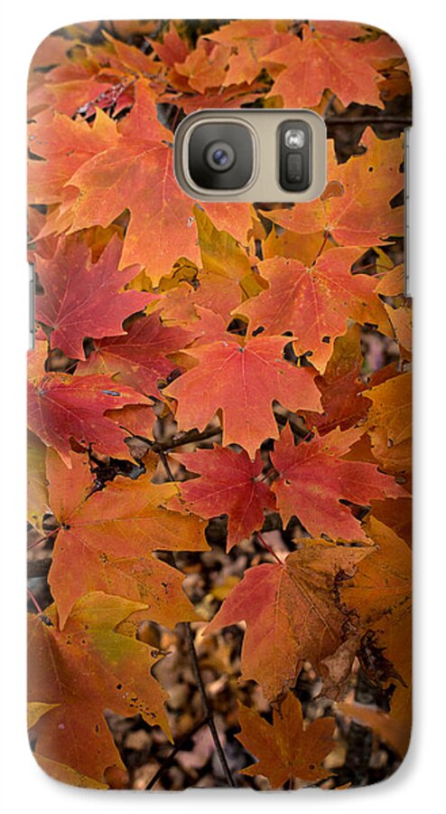 Maple Tree Galaxy S7 Case featuring the photograph Fall Maples - 03 by Wayne Meyer