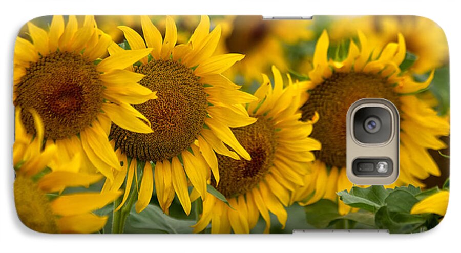 Sunflowers Galaxy S7 Case featuring the photograph Four by Ronda Kimbrow