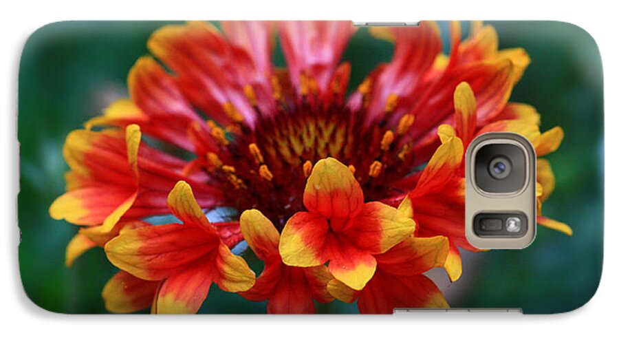 Flower Galaxy S7 Case featuring the photograph Gaillardia Flower by Keith Hawley
