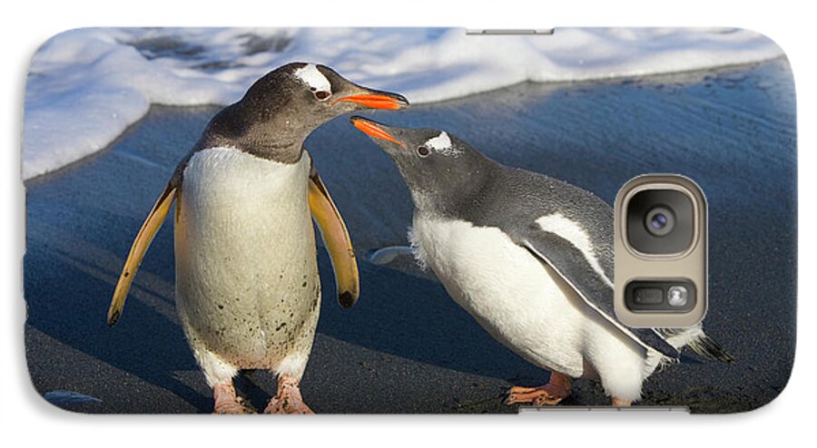 00345356 Galaxy S7 Case featuring the photograph Gentoo Penguin Chick Begging For Food by Yva Momatiuk and John Eastcott