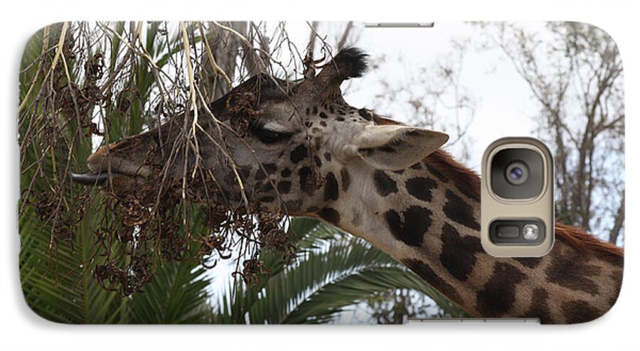 Giraffe Feeding Galaxy S7 Case featuring the photograph Giraffe Feeding by John Telfer