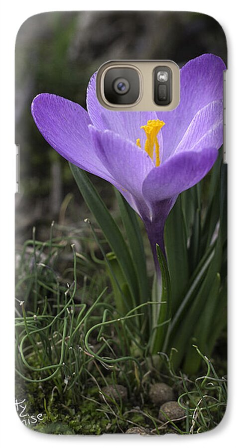 Flowers Galaxy S7 Case featuring the photograph Glorious Crocus by Betty Denise