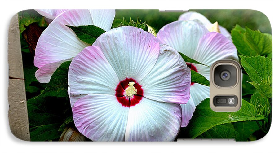 Nature Galaxy S7 Case featuring the photograph Hibiscus Giants by Kathleen Stephens