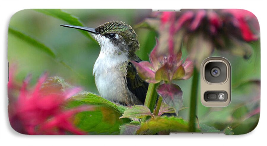 Bird Galaxy S7 Case featuring the photograph Hummingbird on a Leaf by Rodney Campbell