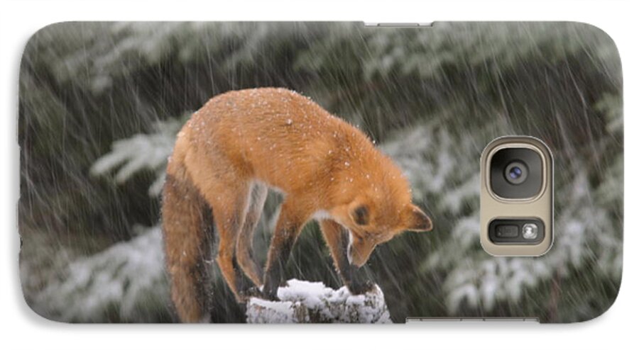 Red Fox    Snowstorm     Investigating A Stump Galaxy S7 Case featuring the photograph Investigating That Stump by Sandra Updyke