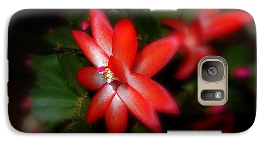 Christmas Cactus Galaxy S7 Case featuring the photograph It was Christmas time by Mariana Costa Weldon