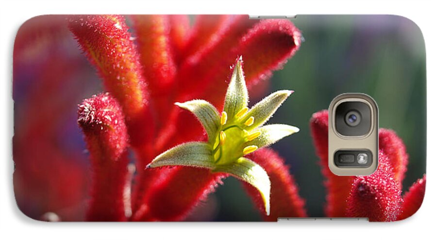 Kangaroo Paw Galaxy S7 Case featuring the photograph Kangaroo Star by Evelyn Tambour