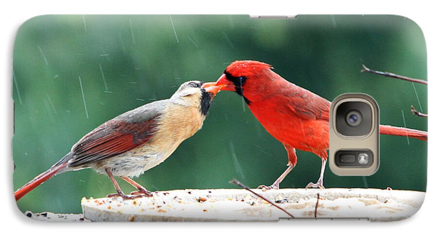 Kiss Galaxy S7 Case featuring the photograph Kissing Cardinals by John Freidenberg