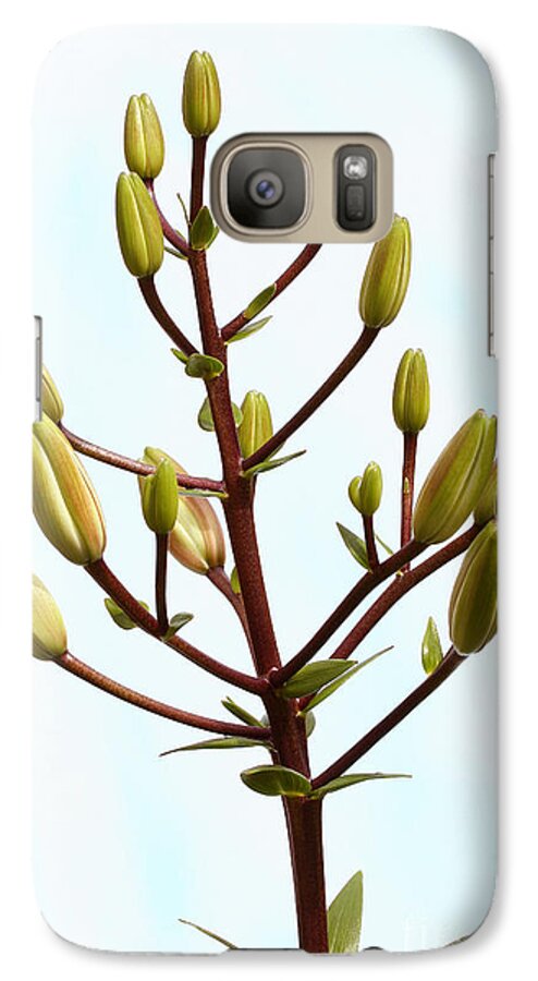 Lily Buds Galaxy S7 Case featuring the photograph Lily Tree by Steve Augustin