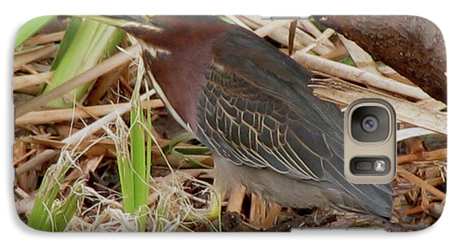 Bird Galaxy S7 Case featuring the photograph Little Green Heron by Donna Brown