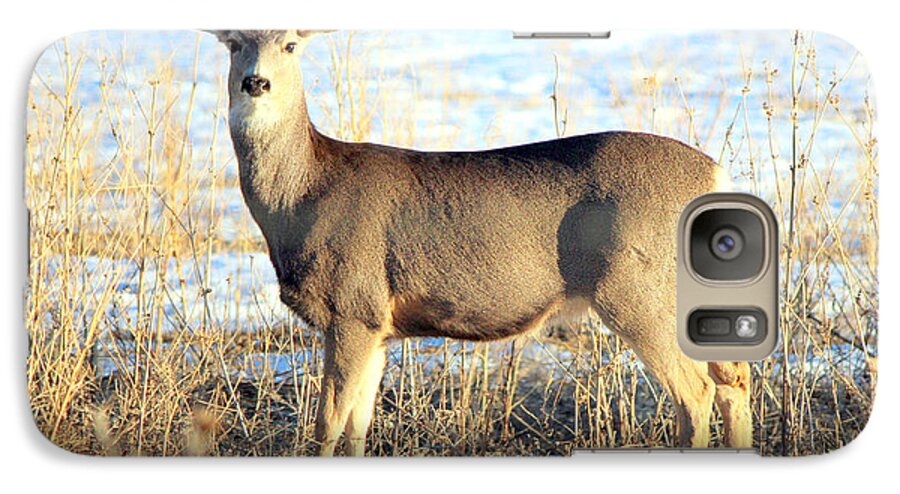 Mule Deer Doe Galaxy S7 Case featuring the photograph Lonesome Doe Sunset by Barbara Chichester