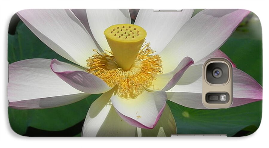 Photography Galaxy S7 Case featuring the photograph Lotus Flower by Chrisann Ellis