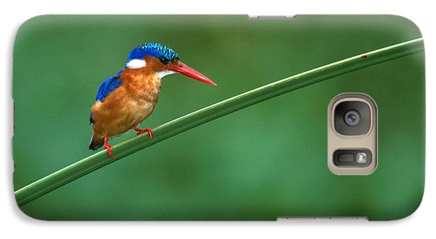 Photography Galaxy S7 Case featuring the photograph Malachite Kingfisher Tanzania Africa by Panoramic Images