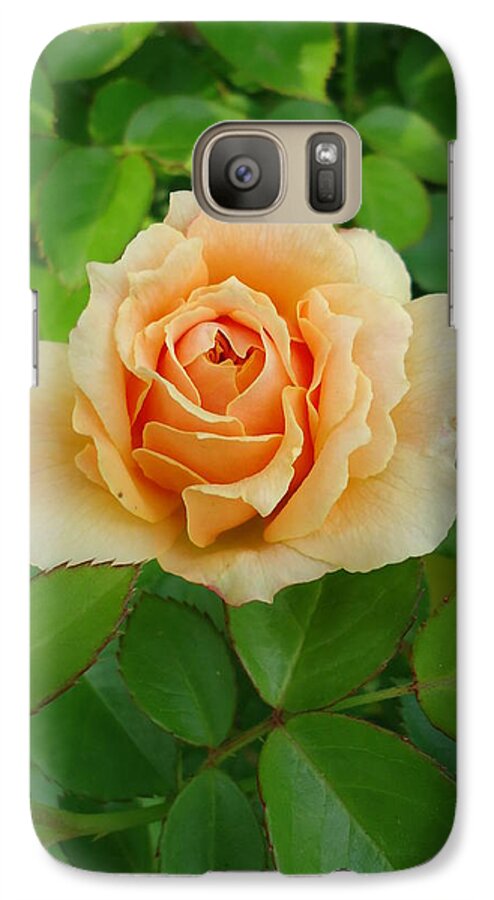 Roses Galaxy S7 Case featuring the photograph Mom's Rose by Leslie Manley
