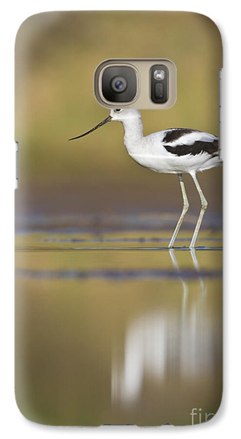 Bird Galaxy S7 Case featuring the photograph Morning Avocet by Bryan Keil