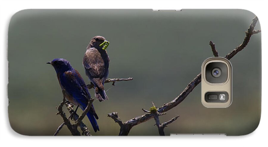 Mountain Bluebird Galaxy S7 Case featuring the photograph Mountain Bluebird Pair by Michael Dawson