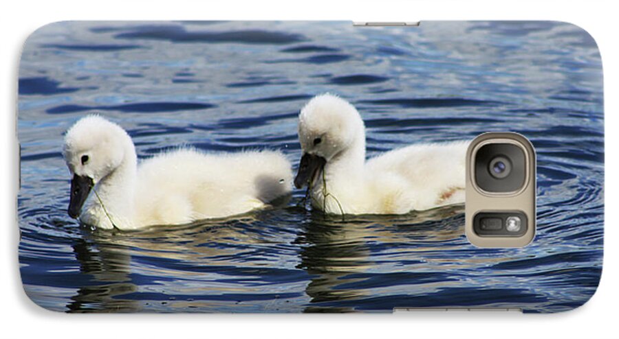 Swans Galaxy S7 Case featuring the photograph Newborn Mute Swans by Alyce Taylor