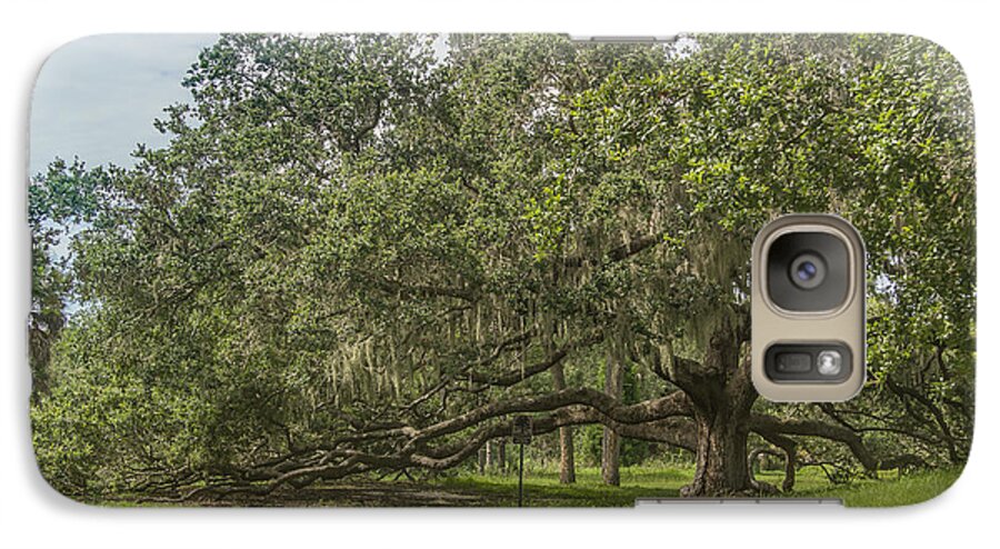 Florida Galaxy S7 Case featuring the photograph Old oak tree by Jane Luxton