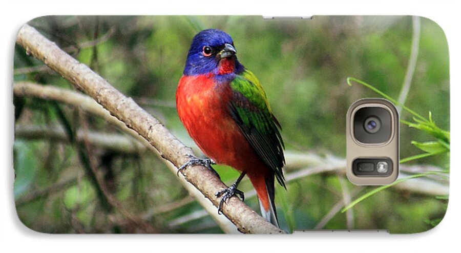 Painted Bunting Galaxy S7 Case featuring the photograph Painted Bunting Photo by Meg Rousher