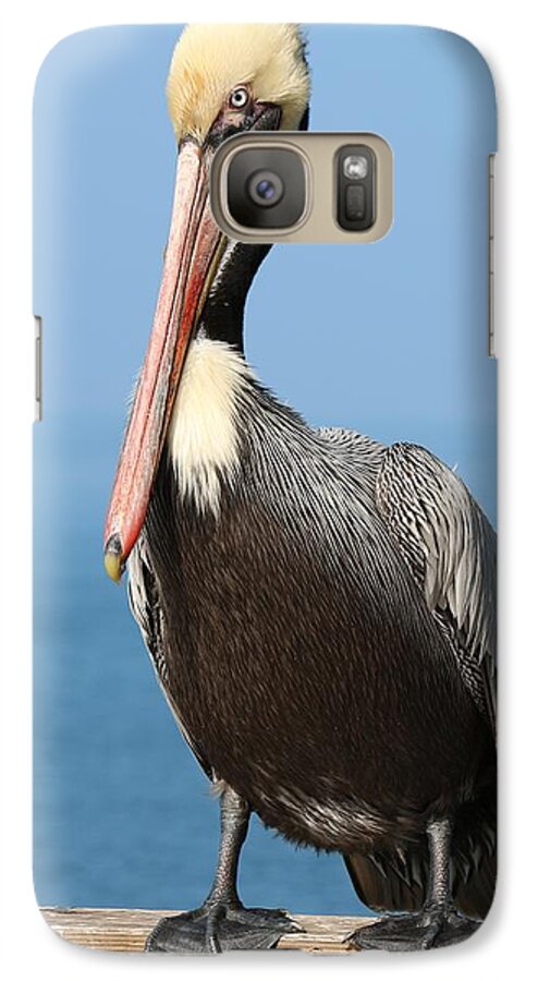 Wild Galaxy S7 Case featuring the photograph Pelican - 3 by Christy Pooschke