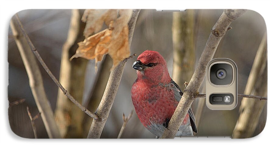 Bird Galaxy S7 Case featuring the photograph Pine Grosbeak by David Porteus