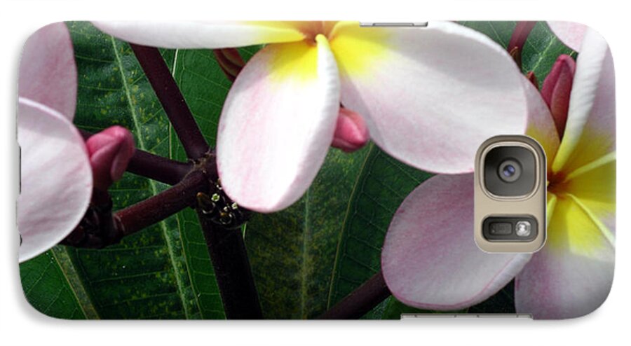 Plumeria Galaxy S7 Case featuring the photograph Pink and Yellow Plumeria by Karen Nicholson