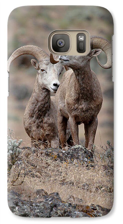 Bighorn Sheep Galaxy S7 Case featuring the photograph Playfull Rams by Athena Mckinzie