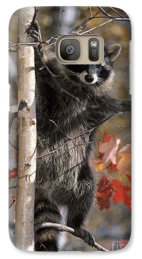 Racoon Galaxy S7 Case featuring the photograph Racoon in Tree by Chris Scroggins