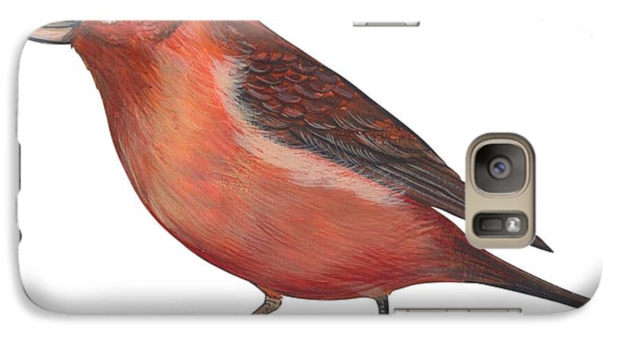 No People; Horizontal; Side View; Full Length; White Background; One Animal; Wildlife; Close Up; Zoology; Illustration And Painting; Bird; Branch; Perching; Beak; Feather; Red; Red Crossbill; Loxia Curvirostra Galaxy S7 Case featuring the drawing Red crossbill by Anonymous