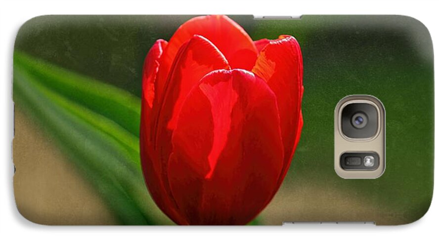 Red Tulip Galaxy S7 Case featuring the photograph Red Tulip Spring Flower by Tracie Schiebel