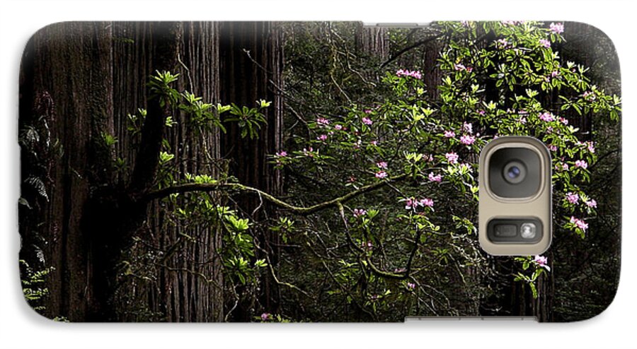 Redwoods Galaxy S7 Case featuring the photograph Redwoods and Rhodys by Betty Depee