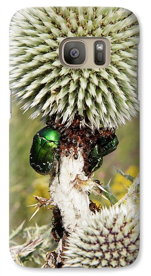 Nobody Galaxy S7 Case featuring the photograph Rose Chafers And Ants On Thistle Flowers by Bob Gibbons