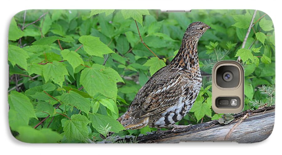 Birds Galaxy S7 Case featuring the photograph Ruffed Grouse by James Petersen
