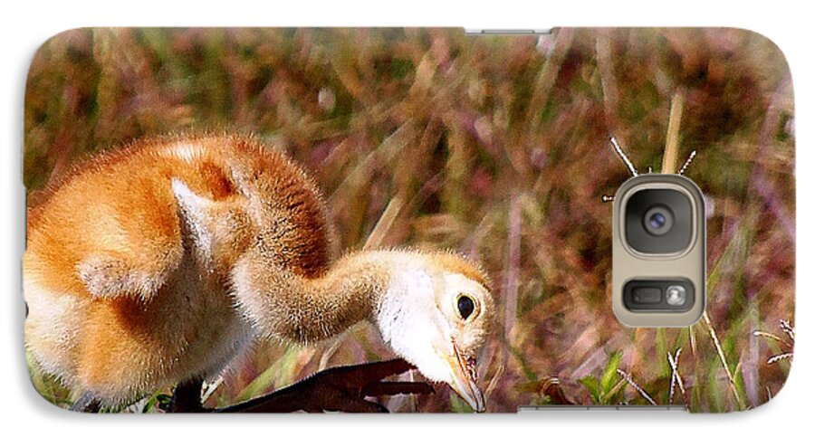  Fine Art Photograph Galaxy S7 Case featuring the photograph Sand-Hill Chick Scratching by Christopher Mercer