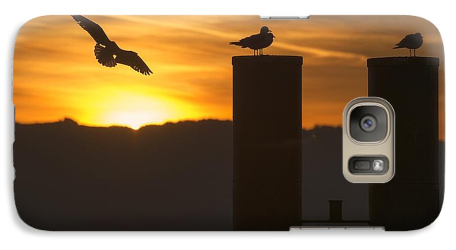 Seagull Galaxy S7 Case featuring the photograph Seagull in the Sunset by Chevy Fleet