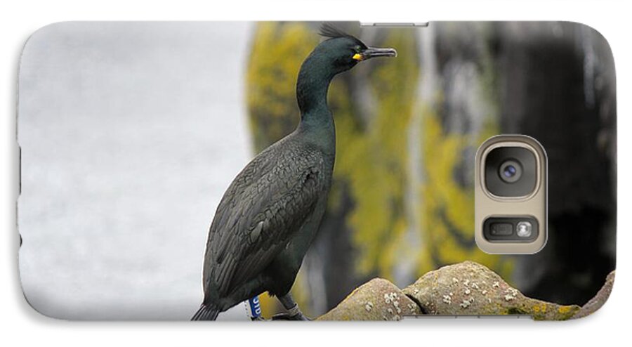 Bird Galaxy S7 Case featuring the photograph Shag by David Grant