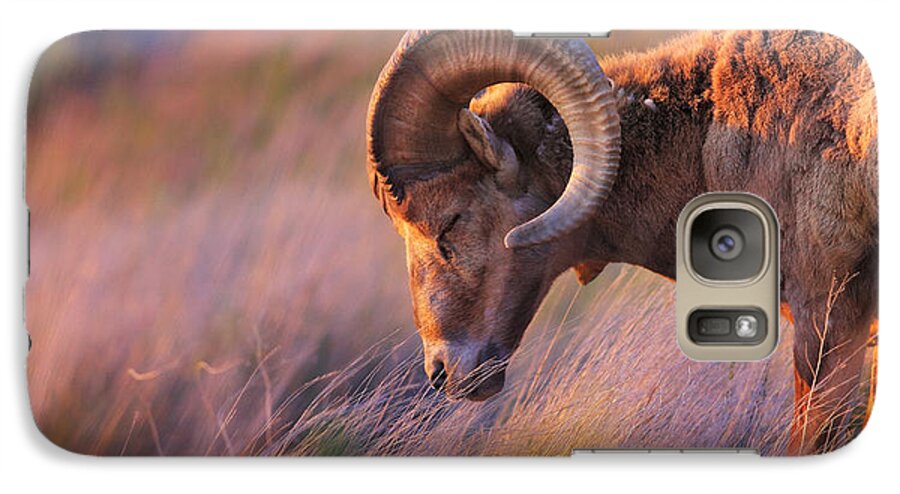 Sheep Galaxy S7 Case featuring the photograph Smell The Wind by Kadek Susanto