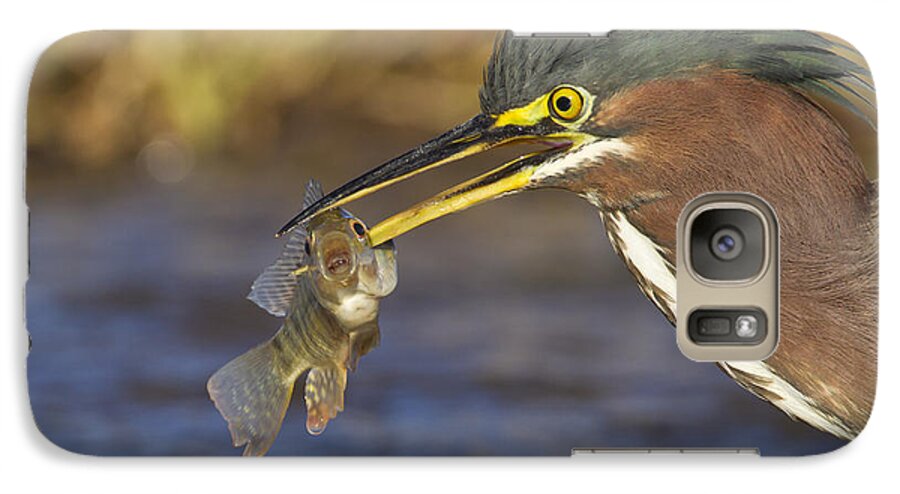 Green Heron Galaxy S7 Case featuring the photograph Speared by Bryan Keil